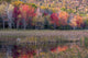 Autumn foliage reflected in a pond at Acadia National Park Poster Print by Judith Zimmerman.