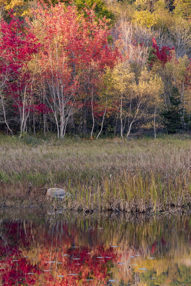 Autumn foliage reflected in a pond at Acadia National Park poster print by Judith Zimmerman.