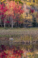 Autumn foliage reflected in a pond at Acadia National Park poster print by Judith Zimmerman.
