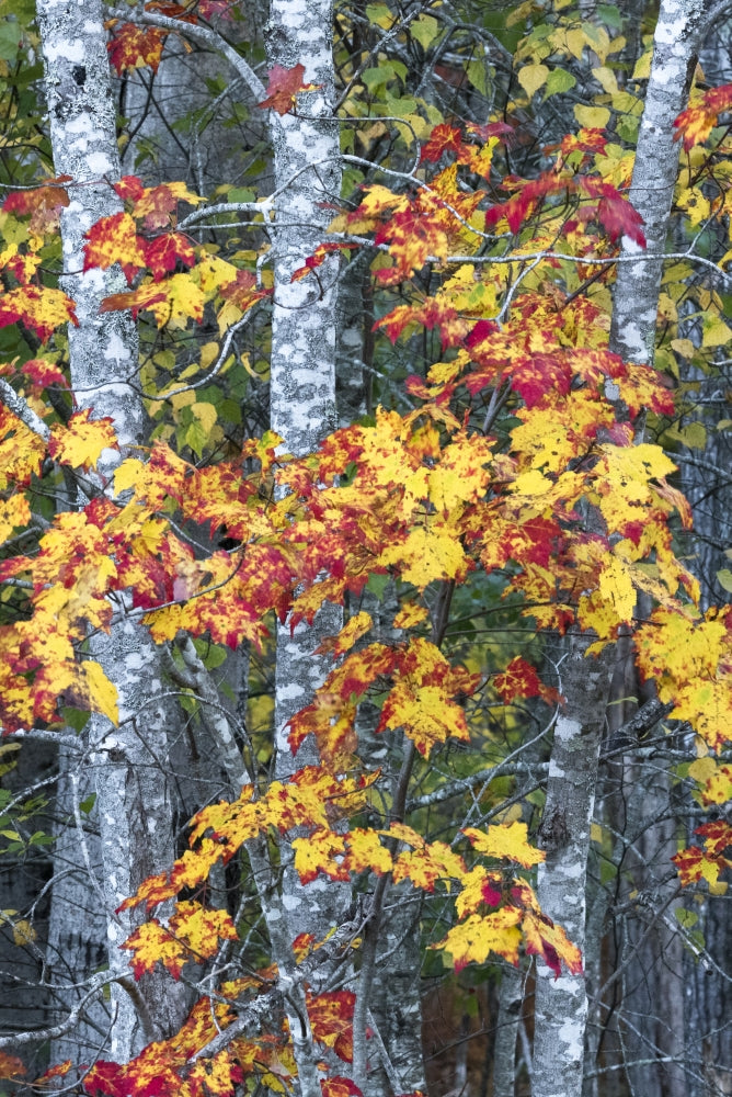 Sugar Maple poster print showcasing the beauty of Acadia National Park.