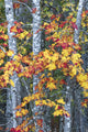 Sugar Maple poster print showcasing the beauty of Acadia National Park.