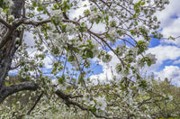 Apple Trees in Bloom Poster Print by Walter Bibikow, showcasing beautiful blossoms.