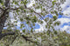 Apple Trees in Bloom Poster Print by Walter Bibikow, showcasing beautiful blossoms.