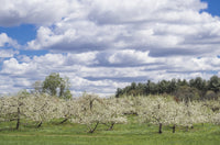 Apple Trees in Bloom Poster Print by Walter Bibikow showcasing beautiful blossoms.