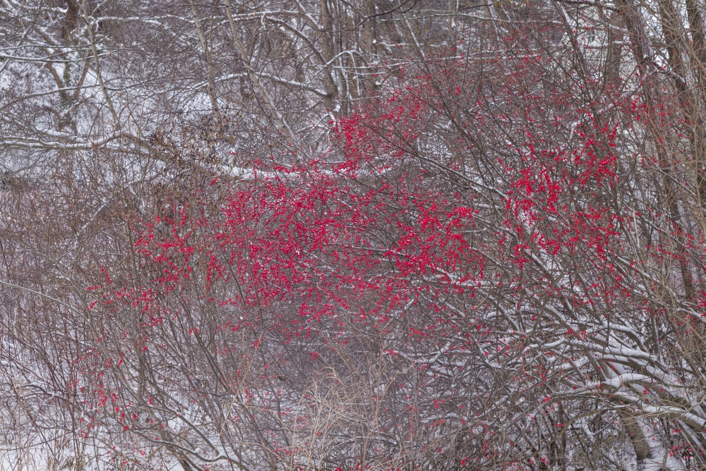 Winterberries poster print by Walter Bibikow depicting winterberries in Cape Ann, Massachusetts.