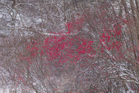 Winterberries poster print by Walter Bibikow depicting winterberries in Cape Ann, Massachusetts.