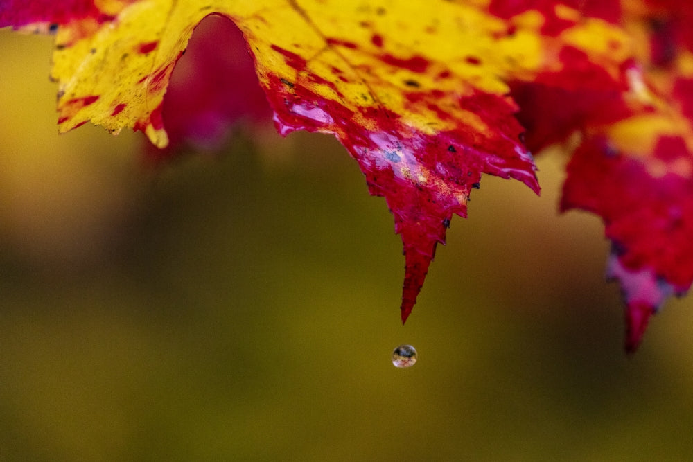 Water droplet on sugar maple leaf poster print by Chuck Haney
