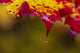 Water droplet on sugar maple leaf poster print by Chuck Haney