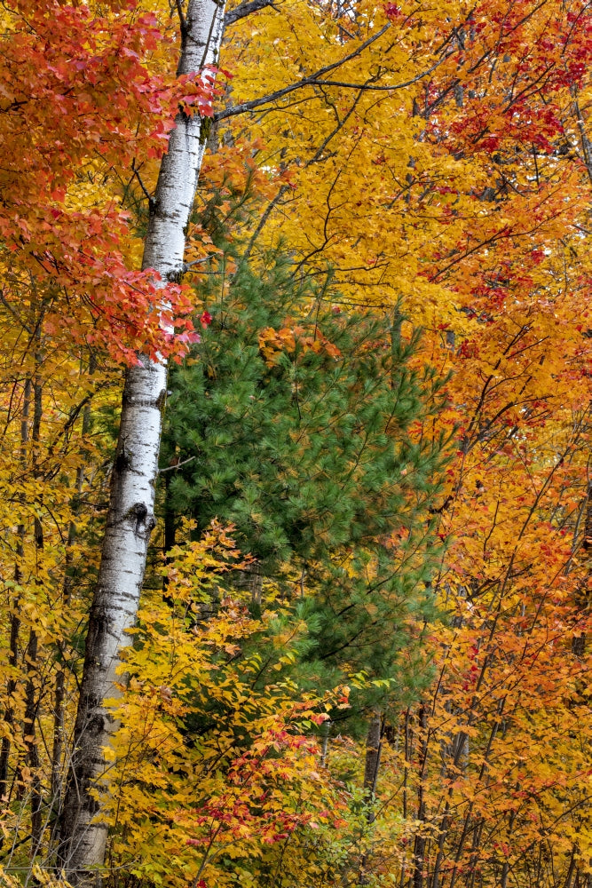 Fall Color on the Keweenaw Peninsula poster print by Chuck Haney showcasing vibrant autumn leaves.