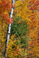 Fall Color on the Keweenaw Peninsula poster print by Chuck Haney showcasing vibrant autumn leaves.