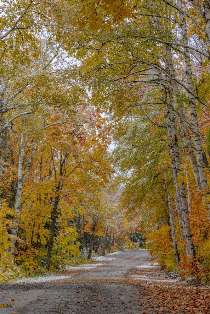 Light Snowfall on Wyoming Road near Copper Harbor Poster Print by Chuck Haney