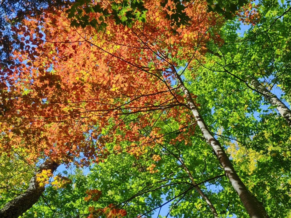 Changing Seasons in Upper Michigan Poster Print by Terry Eggers showcasing vibrant landscapes.