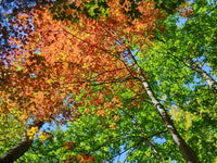 Changing Seasons in Upper Michigan Poster Print by Terry Eggers showcasing vibrant landscapes.