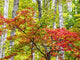 Fall colors in Michigan's Upper Peninsula poster print by Terry Eggers