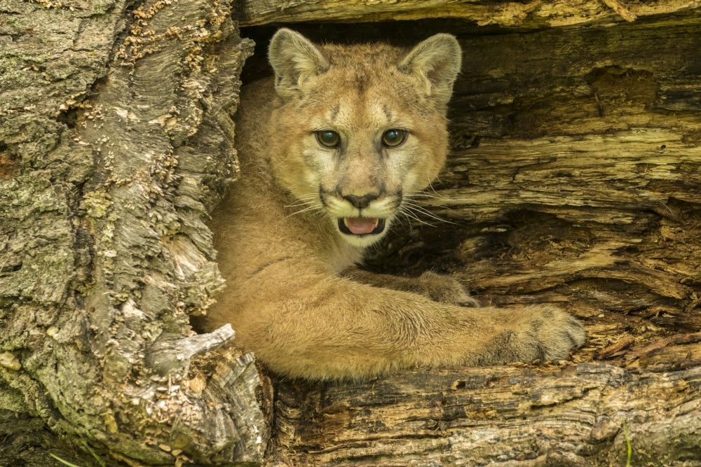 Captive Bobcat Poster Print showcasing the beauty of wildlife