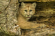 Captive Bobcat Poster Print showcasing the beauty of wildlife