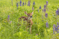 Captive fawn poster print showcasing wildlife in Pine County, Minnesota.