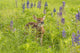 Captive fawn poster print showcasing wildlife in Pine County, Minnesota.