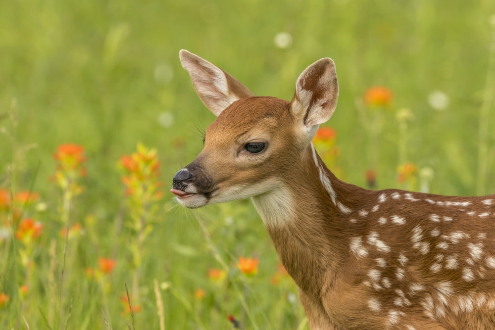 Captive Fawn Poster Print from Minnesota by Jaynes Gallery