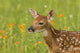 Captive Fawn Poster Print from Minnesota by Jaynes Gallery