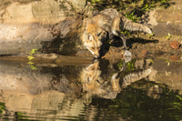 Captivating red fox drinking in Pine County, Minnesota poster print