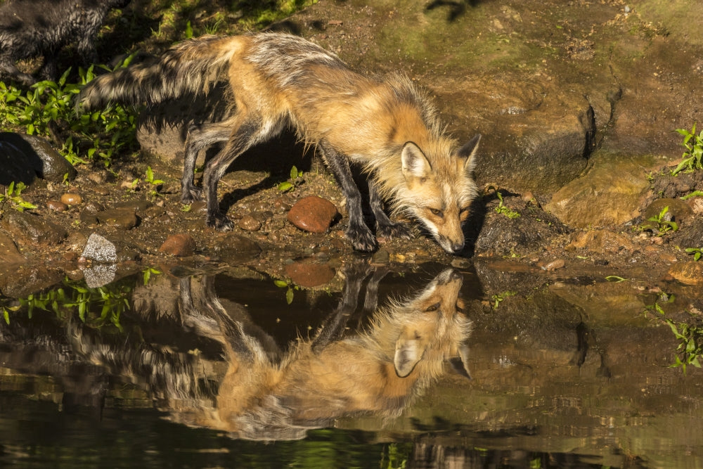 Captivating red fox drinking poster print showcasing Minnesota wildlife.