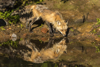Captivating red fox drinking poster print showcasing Minnesota wildlife.