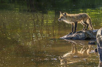 Captivating red fox on rock poster print by Jaynes Gallery.