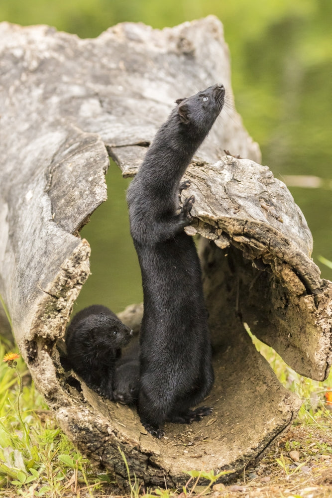 Captive Minks Poster Print showcasing wildlife in Minnesota, available at Posterazzi.