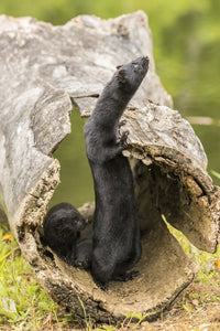 Captive Minks Poster Print showcasing wildlife in Minnesota, available at Posterazzi.