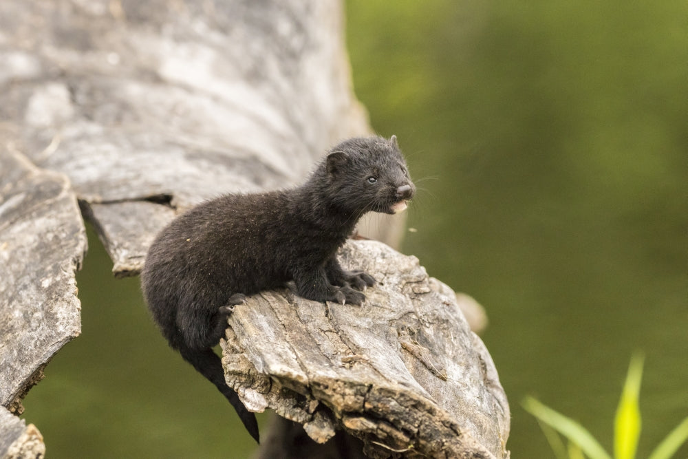 Captive Adult Mink Poster Print showcasing Minnesota wildlife