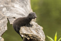 Captive Adult Mink Poster Print showcasing Minnesota wildlife