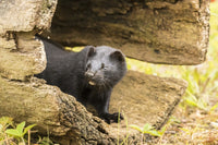 Captive Adult Mink Poster Print by Jaynes Gallery