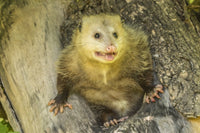 Captive adult opossum poster print showcasing Minnesota wildlife art.