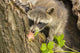 Close-up of a baby raccoon poster print by Jaynes Gallery
