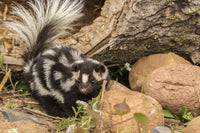Captivating spotted skunk poster print from Pine County, Minnesota