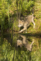 Gray wolf cub reflection in water poster print by Jaynes Gallery.