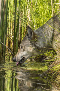Captive gray wolf drinking poster print showcasing wildlife in Minnesota.