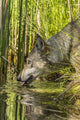 Captive gray wolf drinking poster print showcasing wildlife in Minnesota.