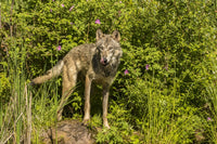 Captive Gray Wolf adult poster print from Pine County, Minnesota.
