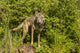 Captive Gray Wolf adult poster print from Pine County, Minnesota.