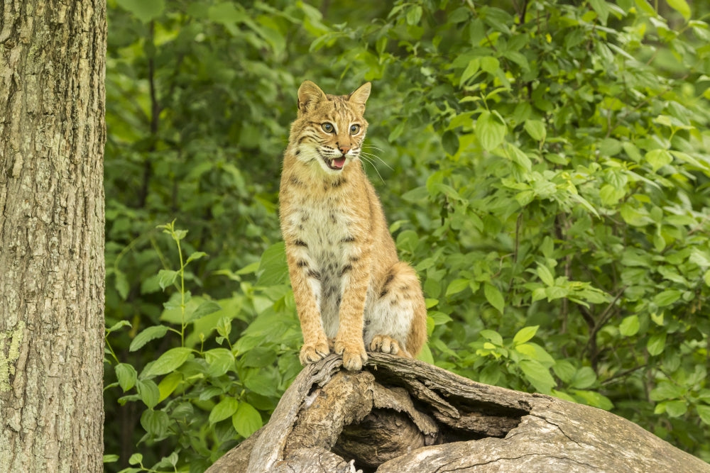 Pine County Captive Bobcat Poster Print by Jaynes Gallery