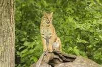 Pine County Captive Bobcat Poster Print by Jaynes Gallery