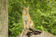 Pine County Captive Bobcat Poster Print by Jaynes Gallery