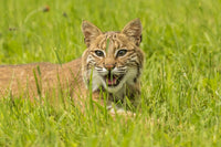 Pine County Captive Bobcat Poster Print showcasing a majestic bobcat in its natural habitat.