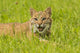 Pine County Captive Bobcat Poster Print showcasing a majestic bobcat in its natural habitat.