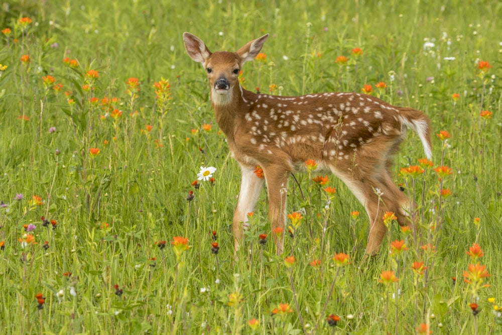 Pine County Captive Fawn Poster Print by Jaynes Gallery