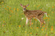 Pine County Captive Fawn Poster Print by Jaynes Gallery