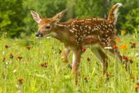 Pine County Captive Fawn Poster Print by Jaynes Gallery