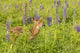 Captivating Fawn Poster Print by Jaynes Gallery showcasing a beautiful fawn in nature.